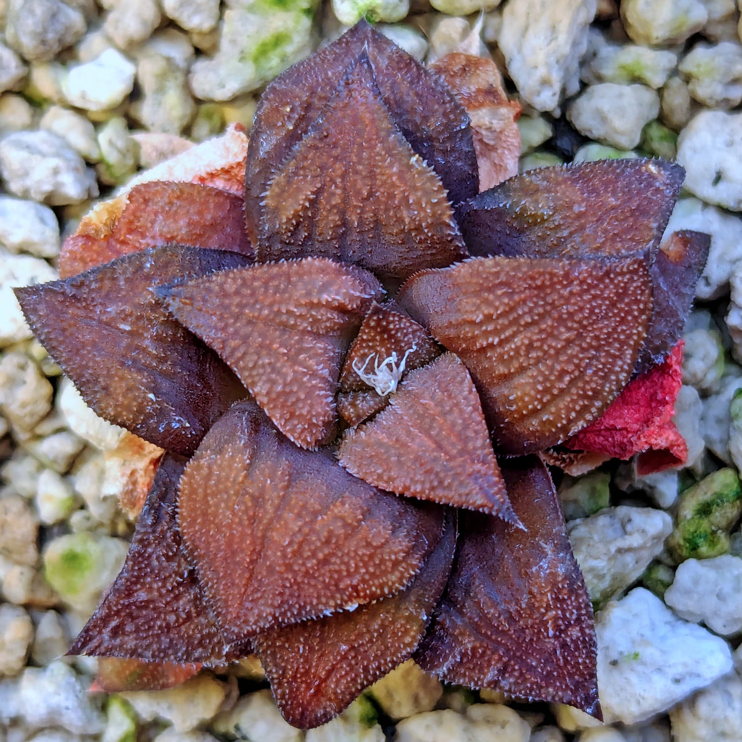 Haworthia hybrid series PP518 #23