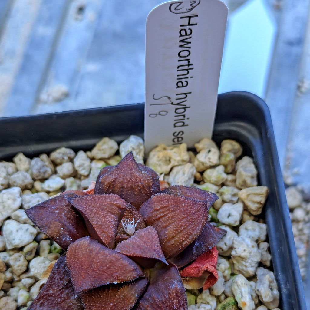 Haworthia hybrid series PP518 #23