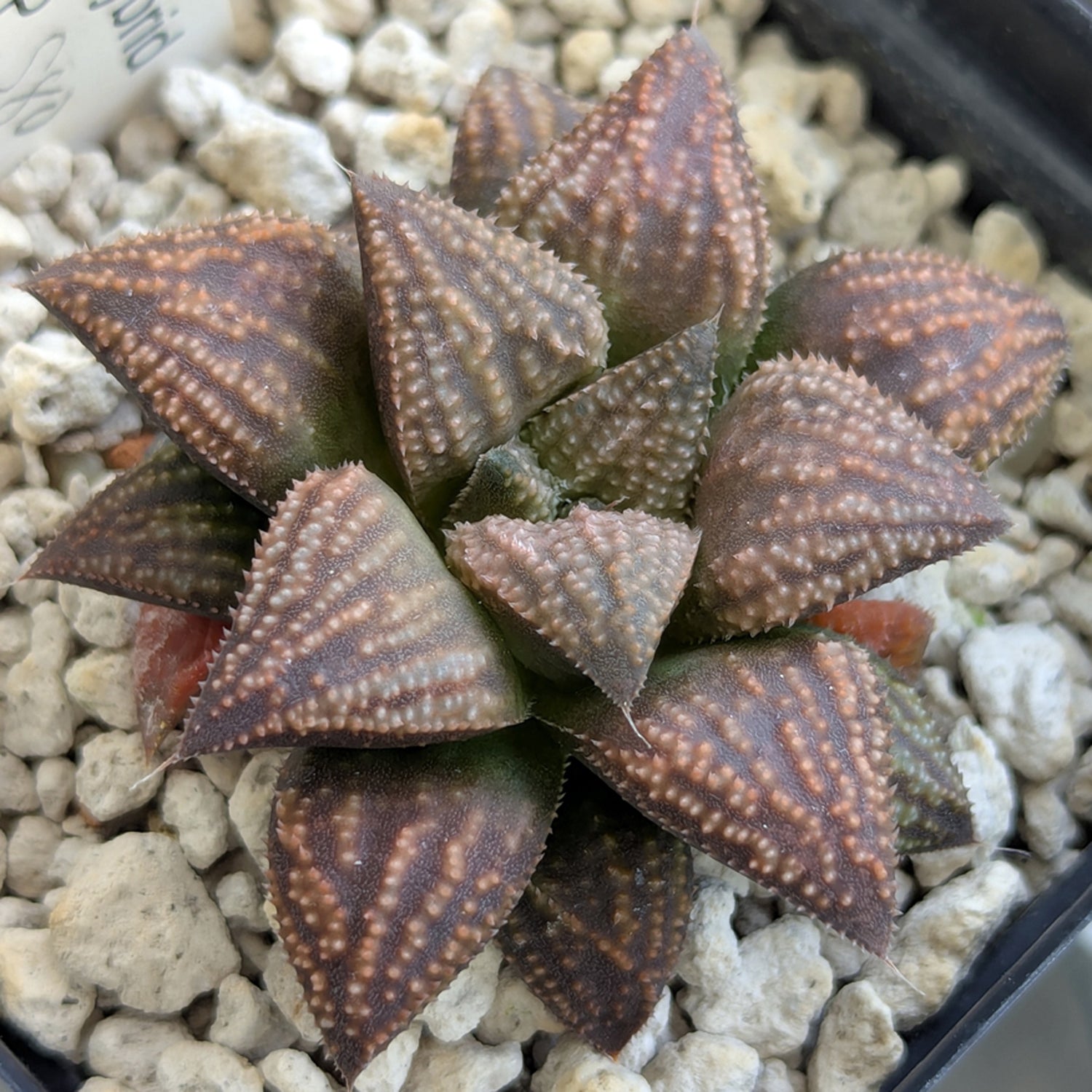 Haworthia "TetraTreasures" PP580 hybrid series #23
