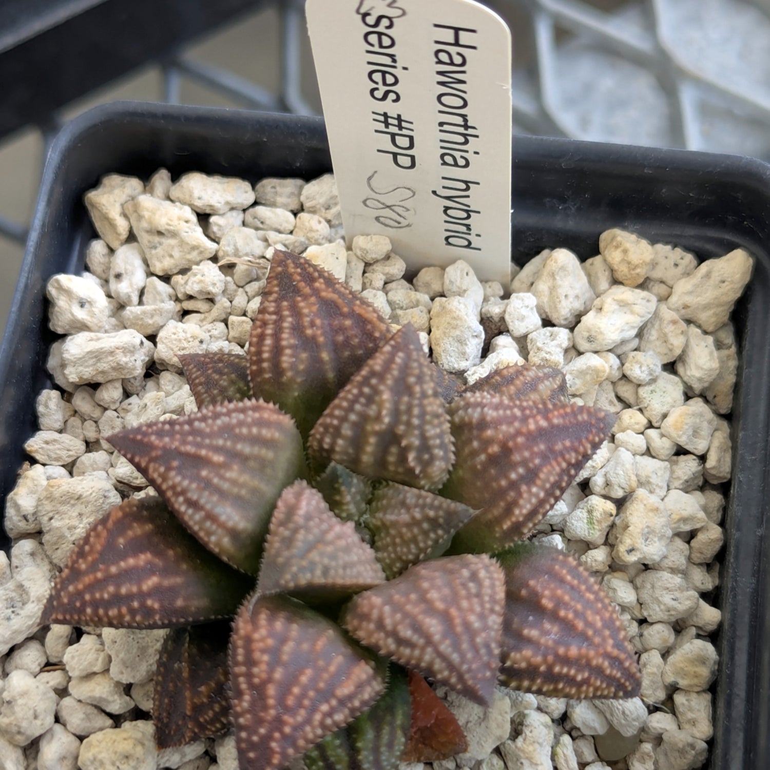 Haworthia "TetraTreasures" PP580 hybrid series #23