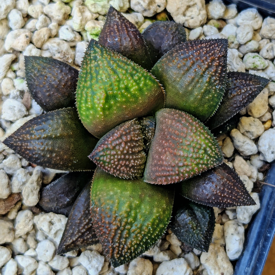 Haworthia PP625 hybrid series #23