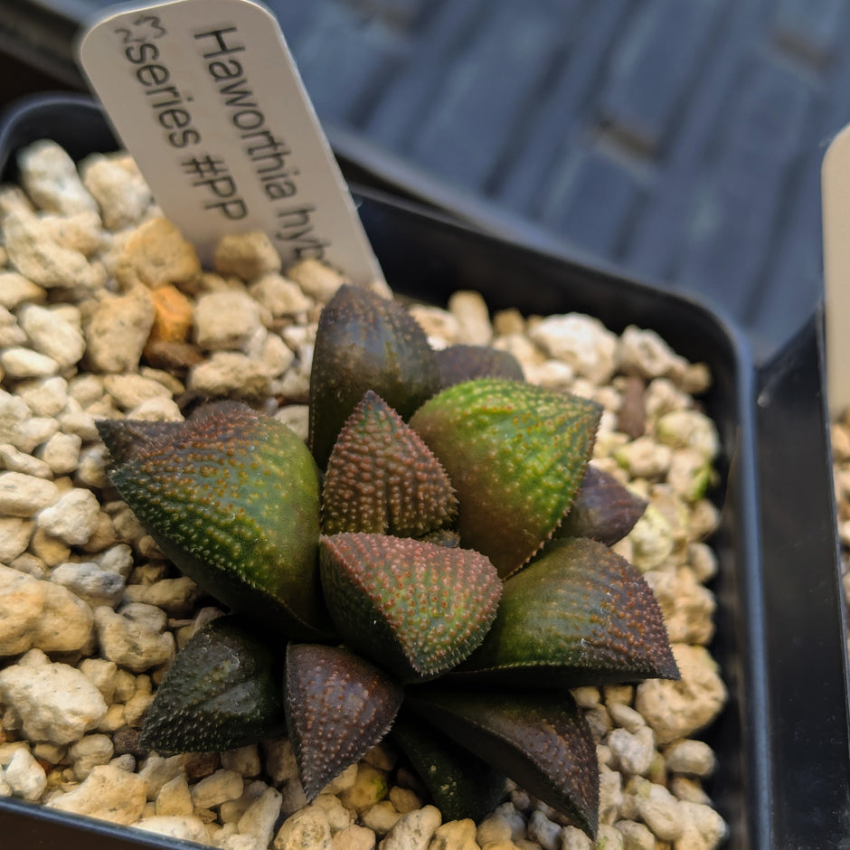 Haworthia PP625 hybrid series #23