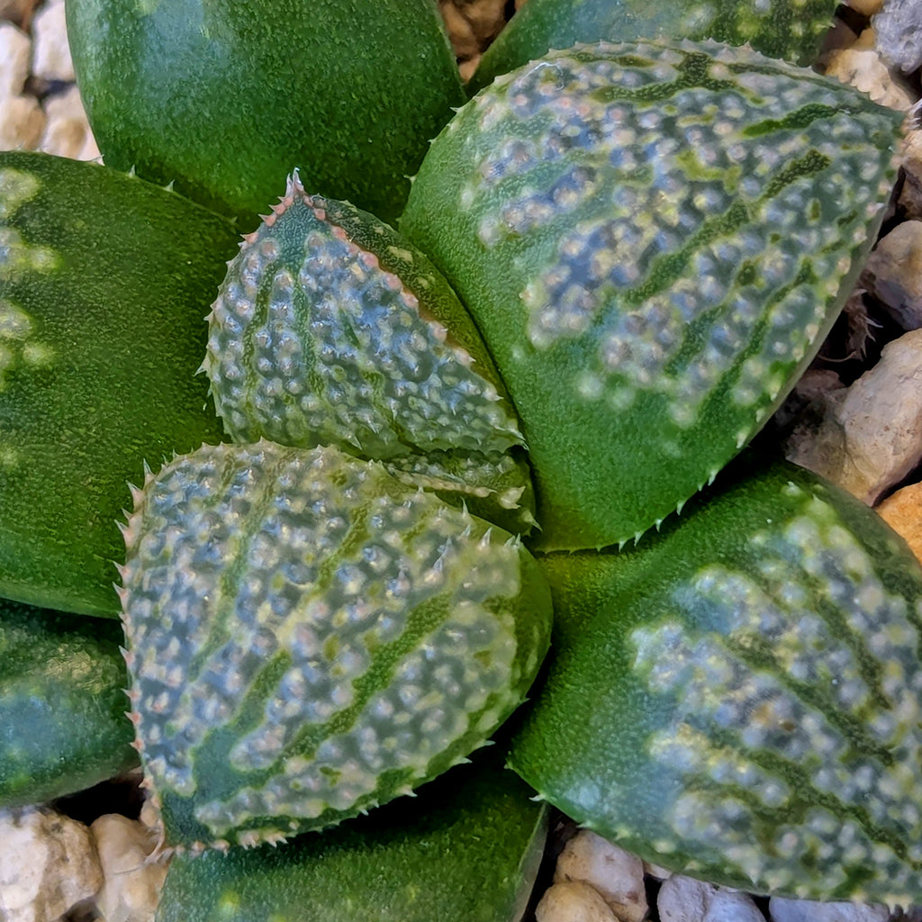 Haworthia "TetraTreasures" PP635 hybrid series #23