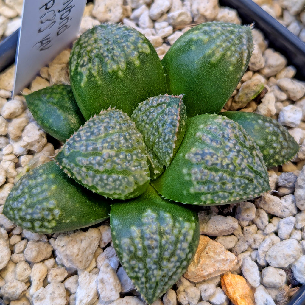Haworthia "TetraTreasures" PP635 hybrid series #23