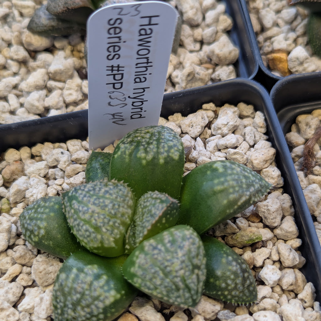 Haworthia "TetraTreasures" PP635 hybrid series #23