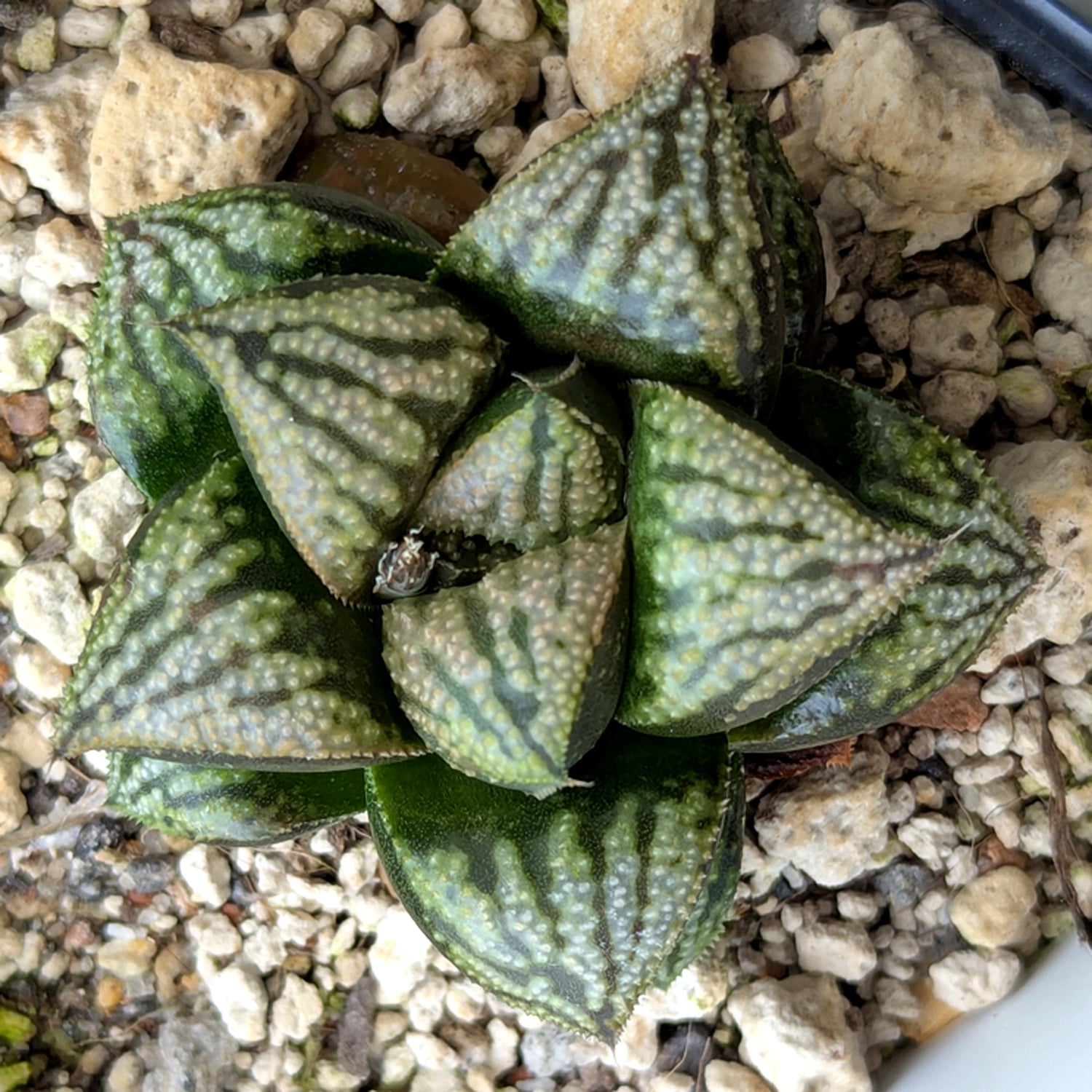 Haworthia PP636 hybrid series #24