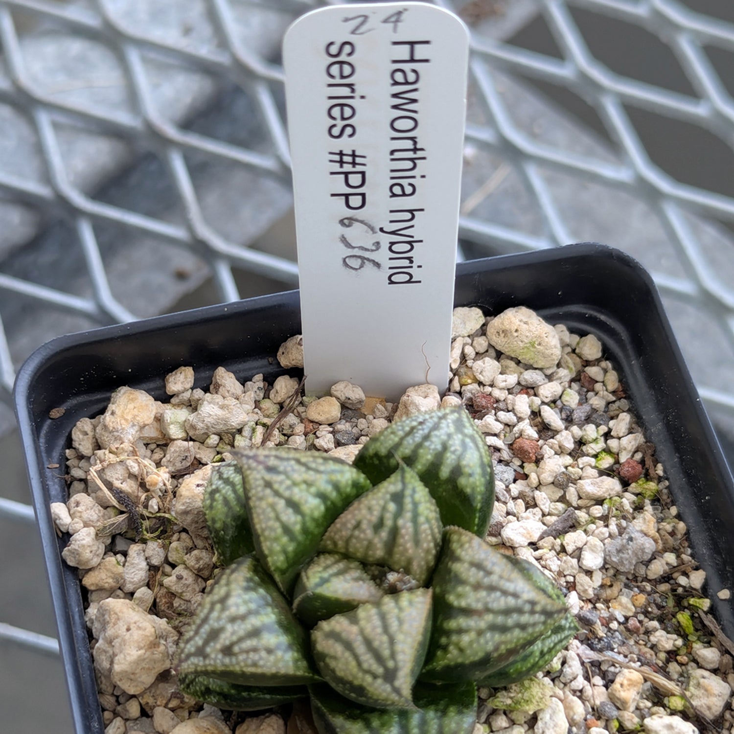 Haworthia PP636 hybrid series #24