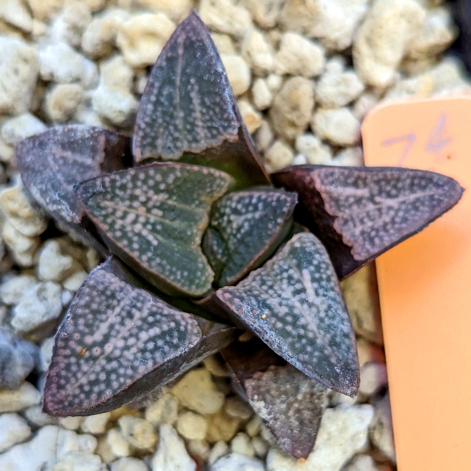 Haworthia groenewaldii hybrid series PP415 #24 SOLD OUT