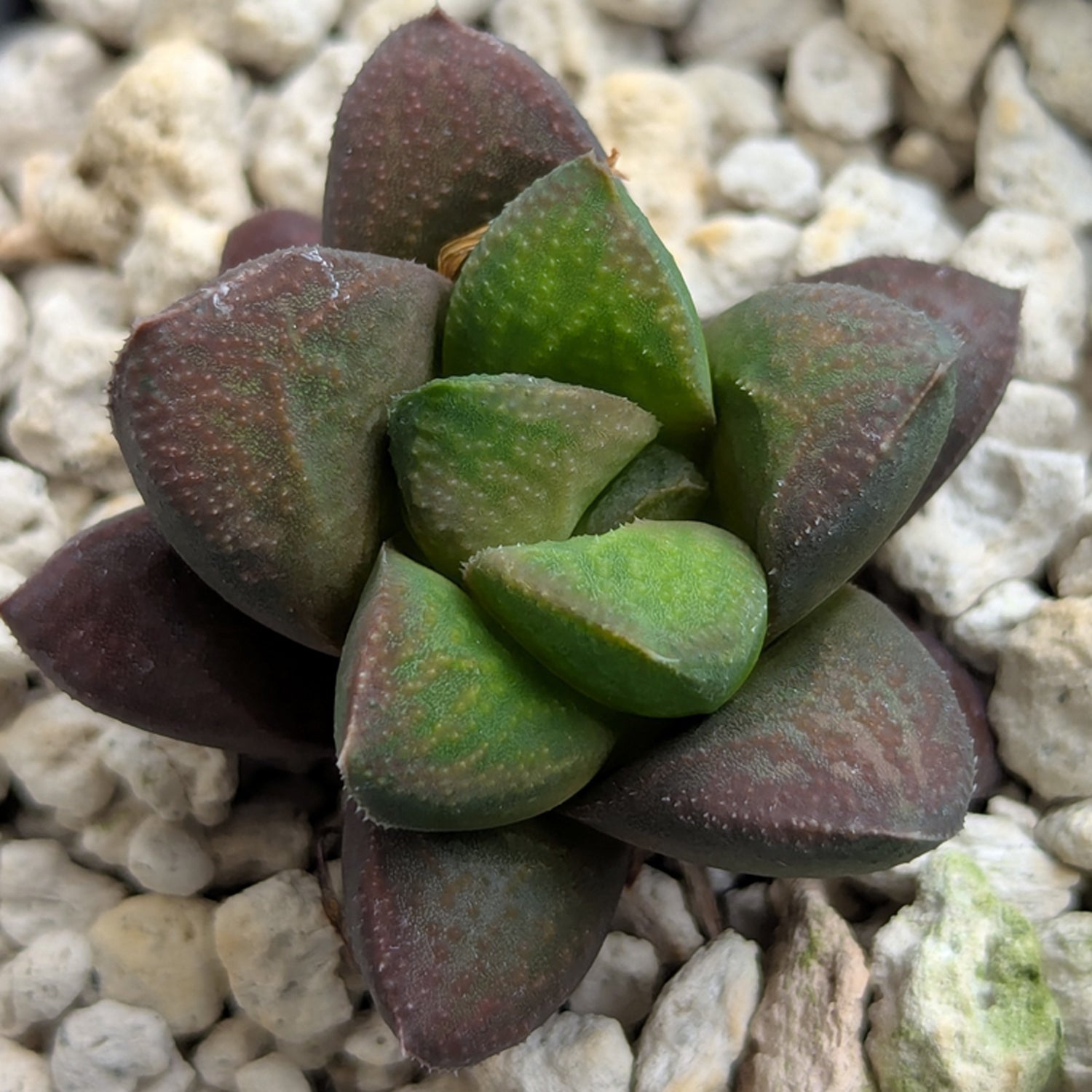 Haworthia PP576 hybrid series #25