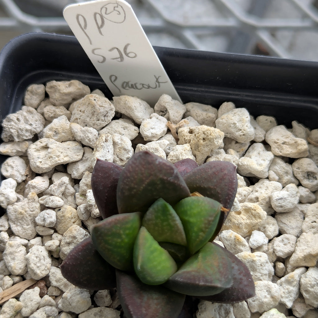 Haworthia PP576 hybrid series #25
