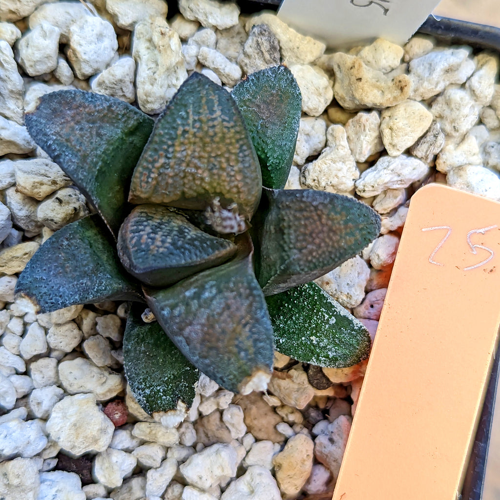 Haworthia groenewaldii hybrid series PP415 #25 SOLD OUT