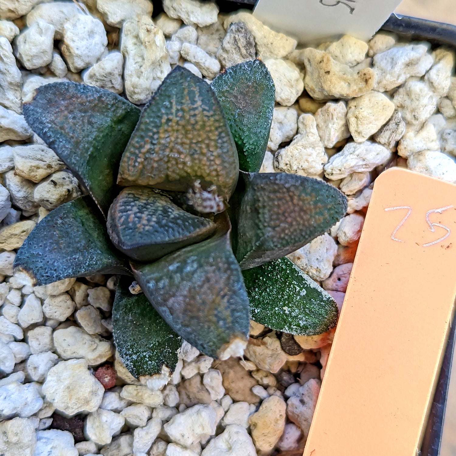 Haworthia groenewaldii hybrid series PP415 #25 SOLD OUT
