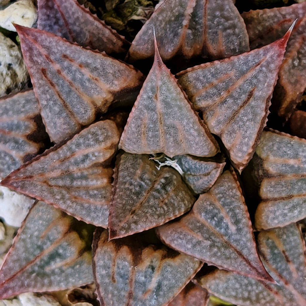 Haworthia PP371 hybrid series #25