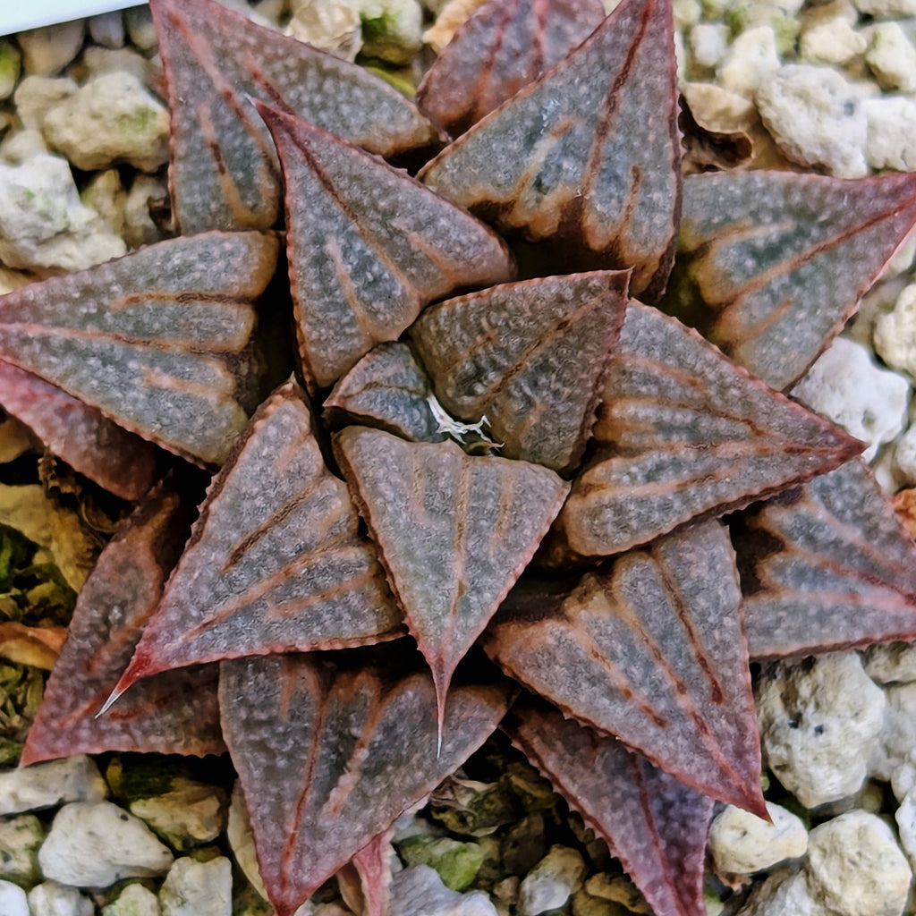 Haworthia PP371 hybrid series #25
