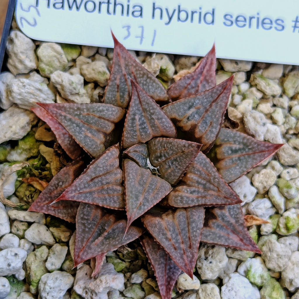 Haworthia PP371 hybrid series #25