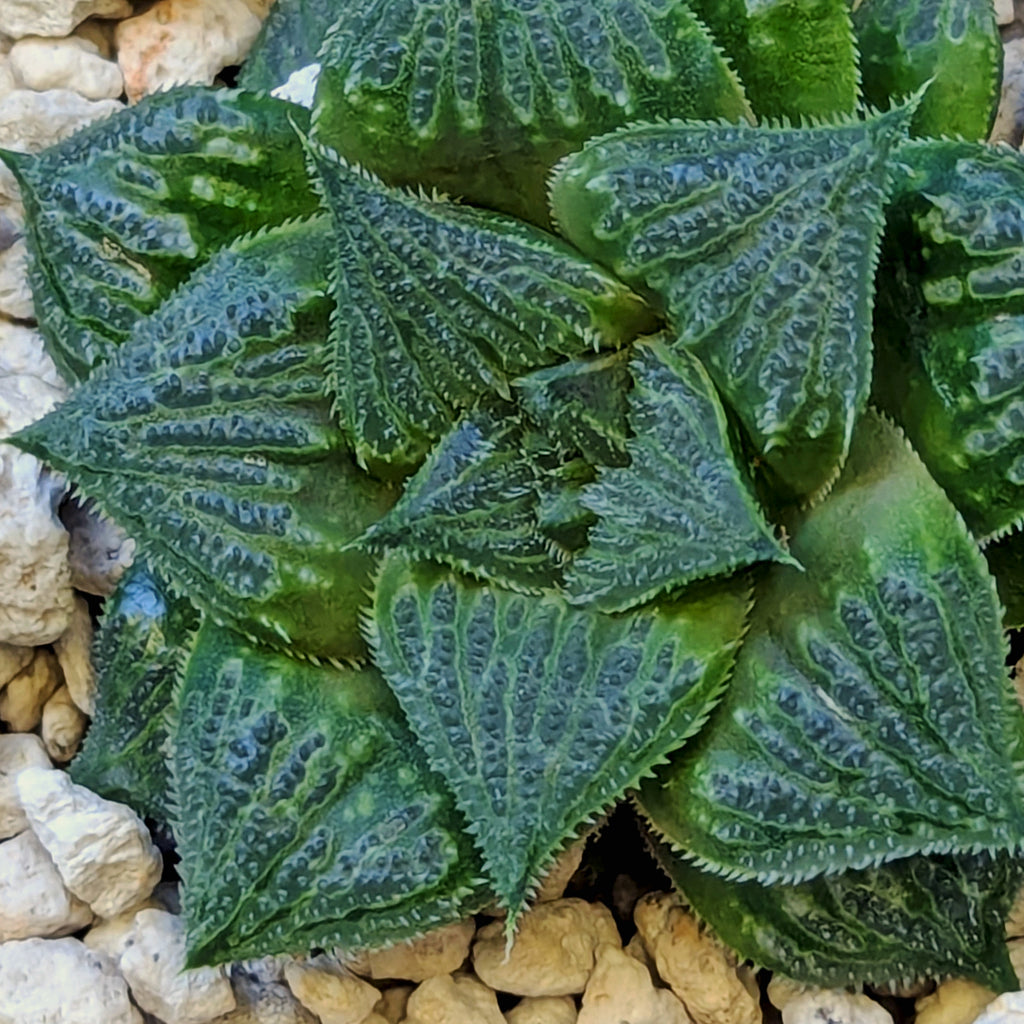 Haworthia PP326 hybrid series #25