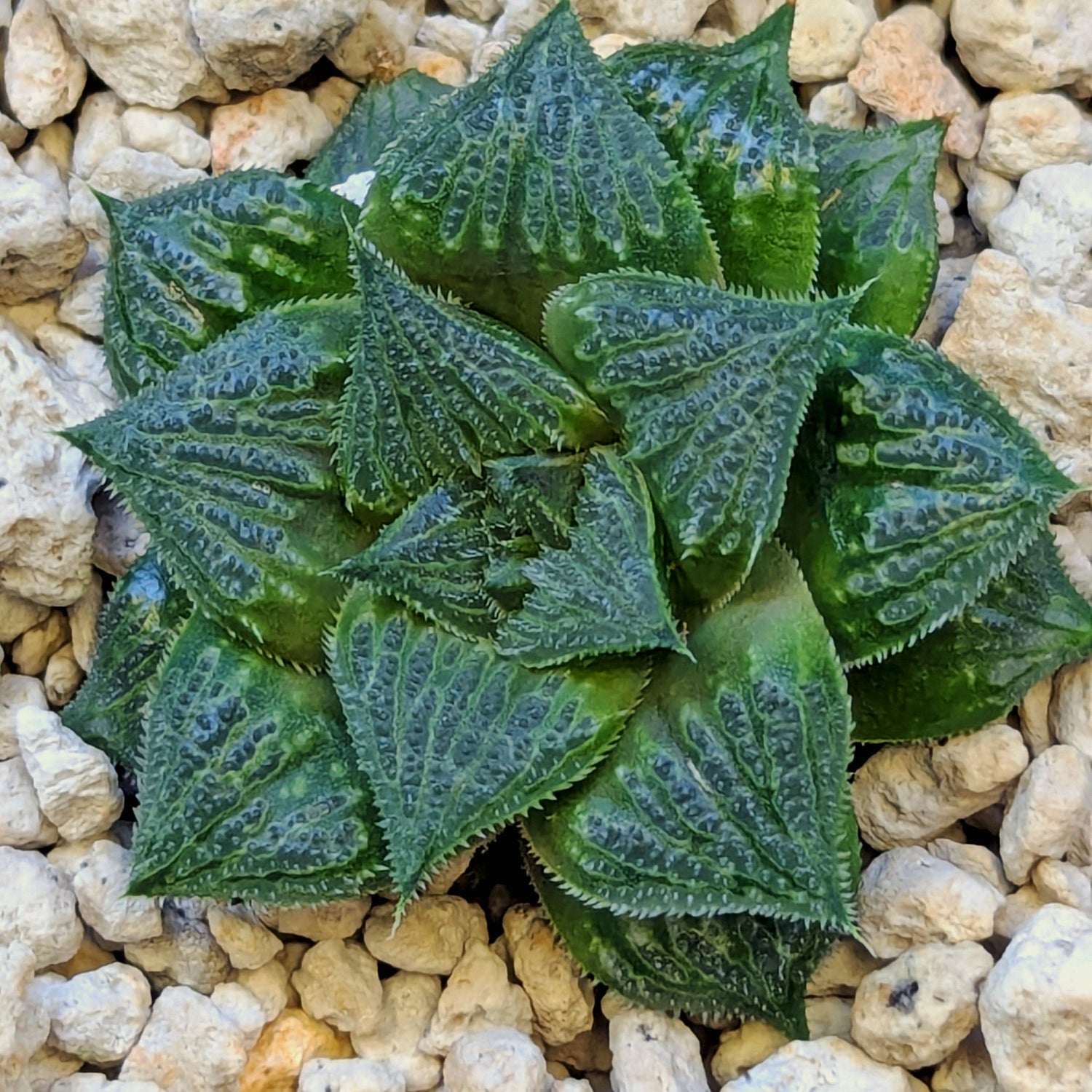 Haworthia PP326 hybrid series #25