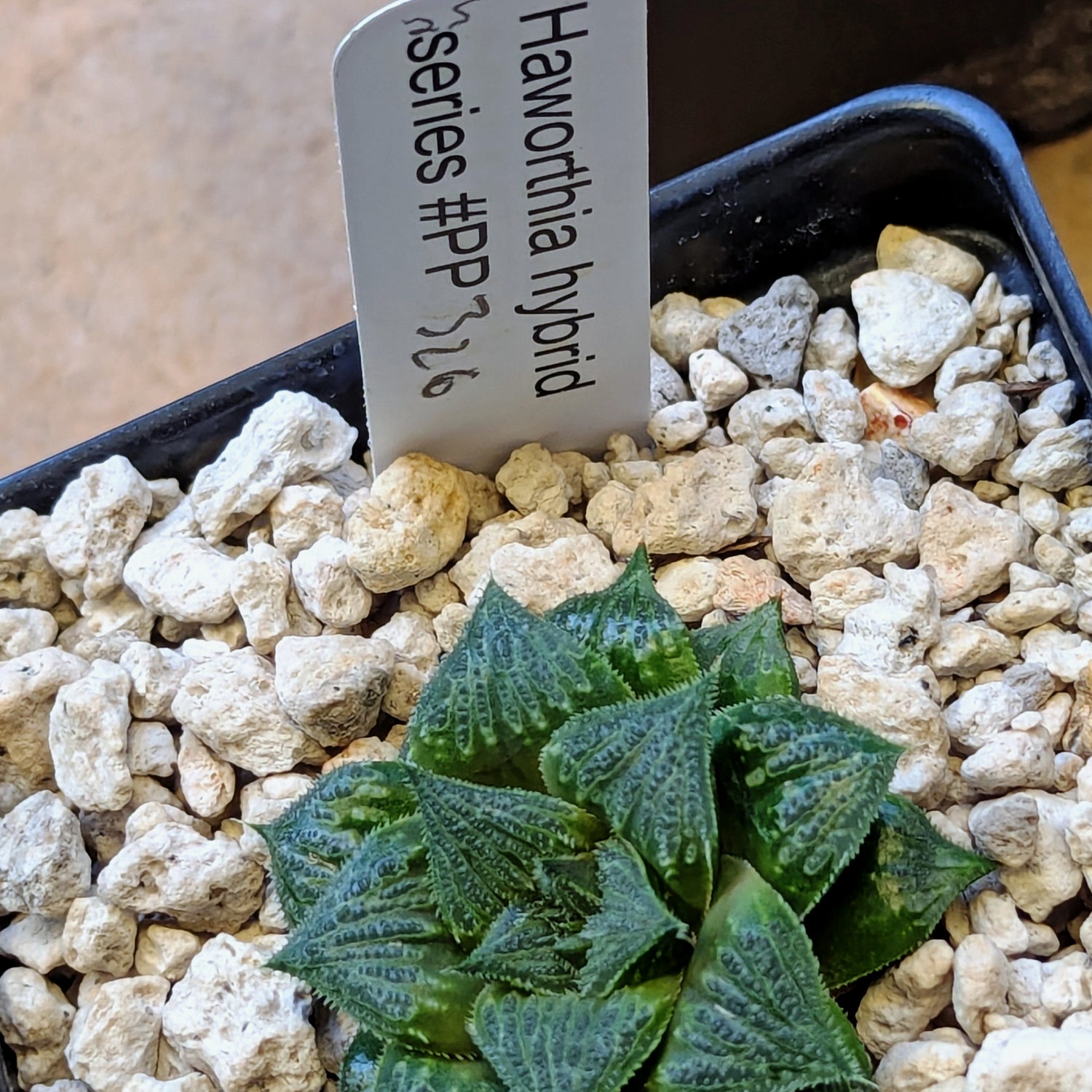 Haworthia PP326 hybrid series #25