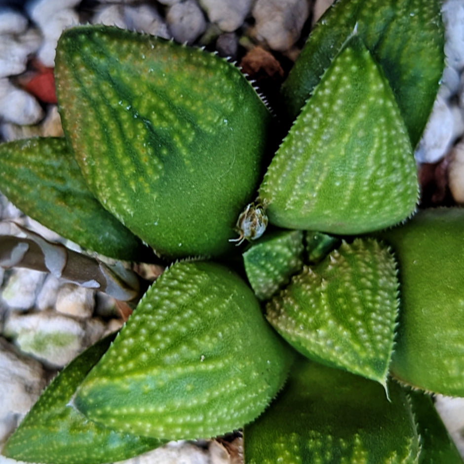 Haworthia hybrid series PP619 #25