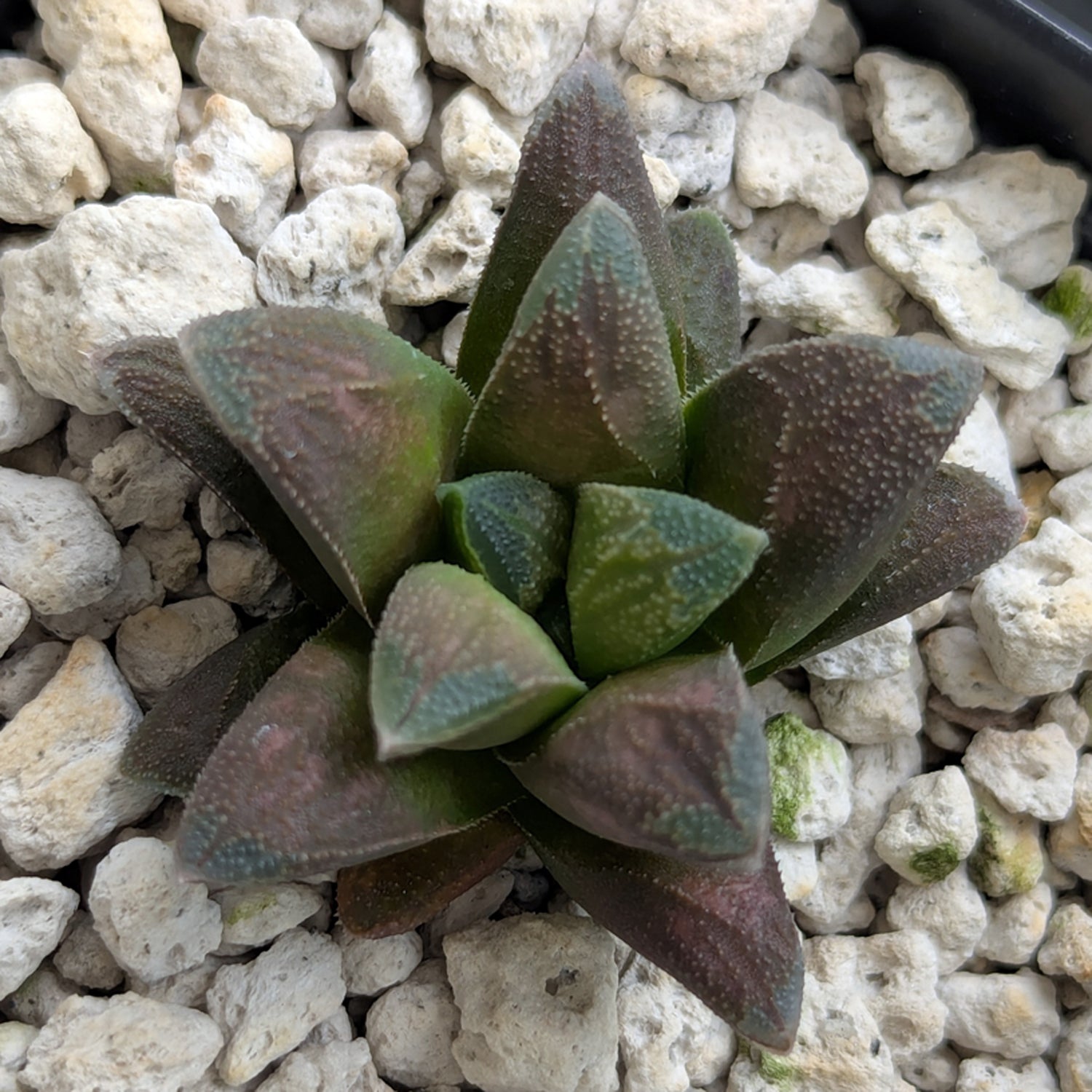 Haworthia PP576 hybrid series #26