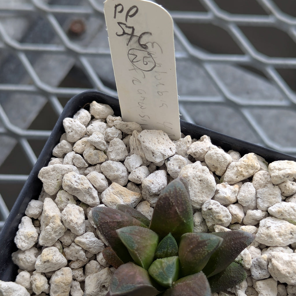 Haworthia PP576 hybrid series #26