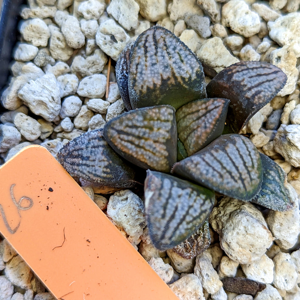 Haworthia groenewaldii hybrid series PP415 #26 SOLD OUT
