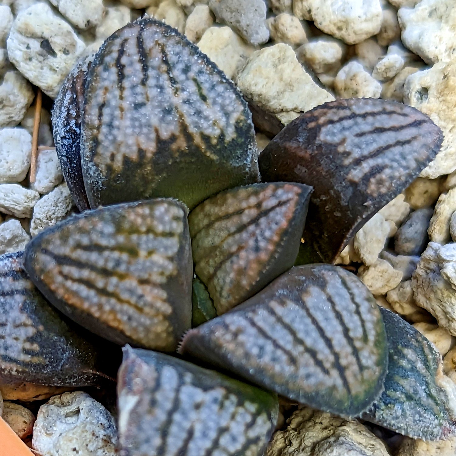 Haworthia groenewaldii hybrid series PP415 #26 SOLD OUT