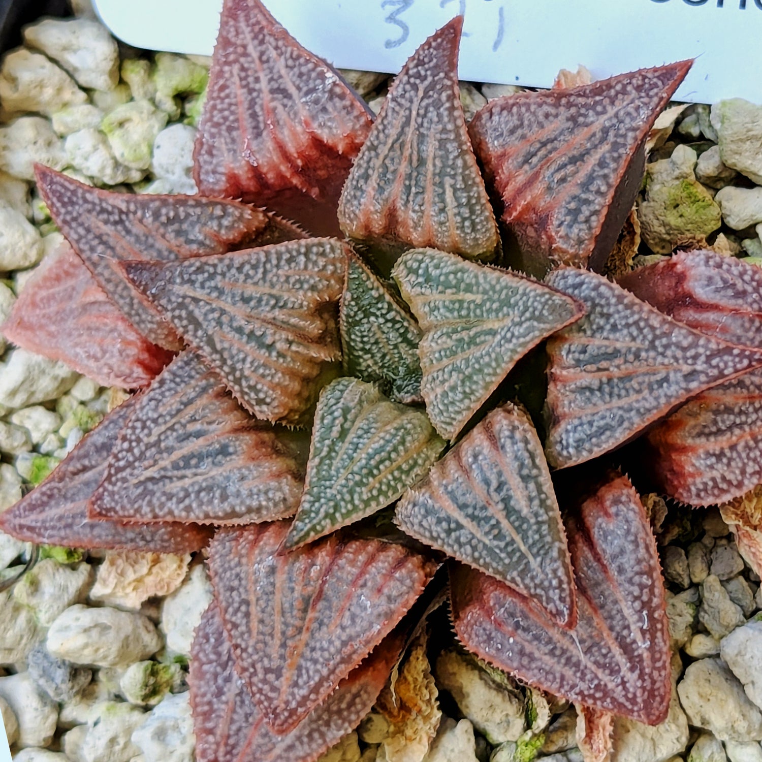 Haworthia PP371 hybrid series #26