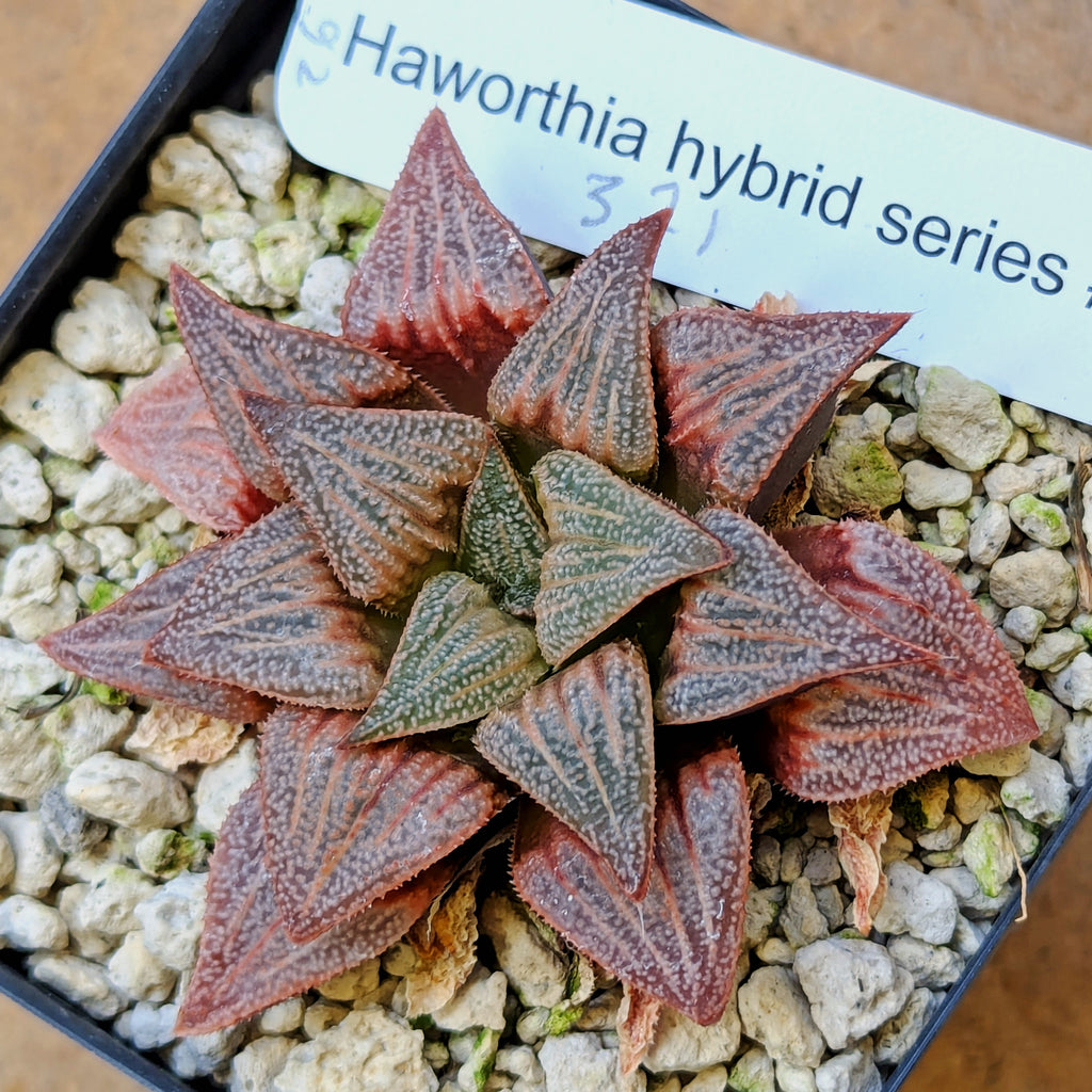 Haworthia PP371 hybrid series #26