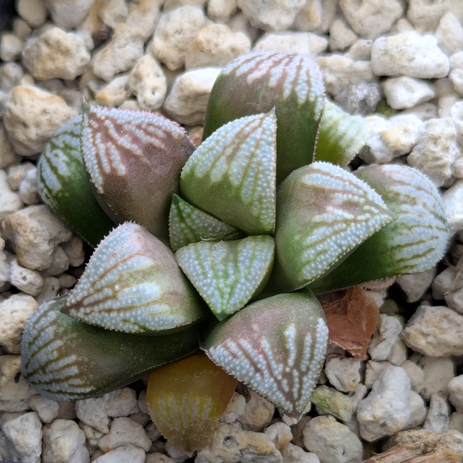 Haworthia hybrid series PP530 #26