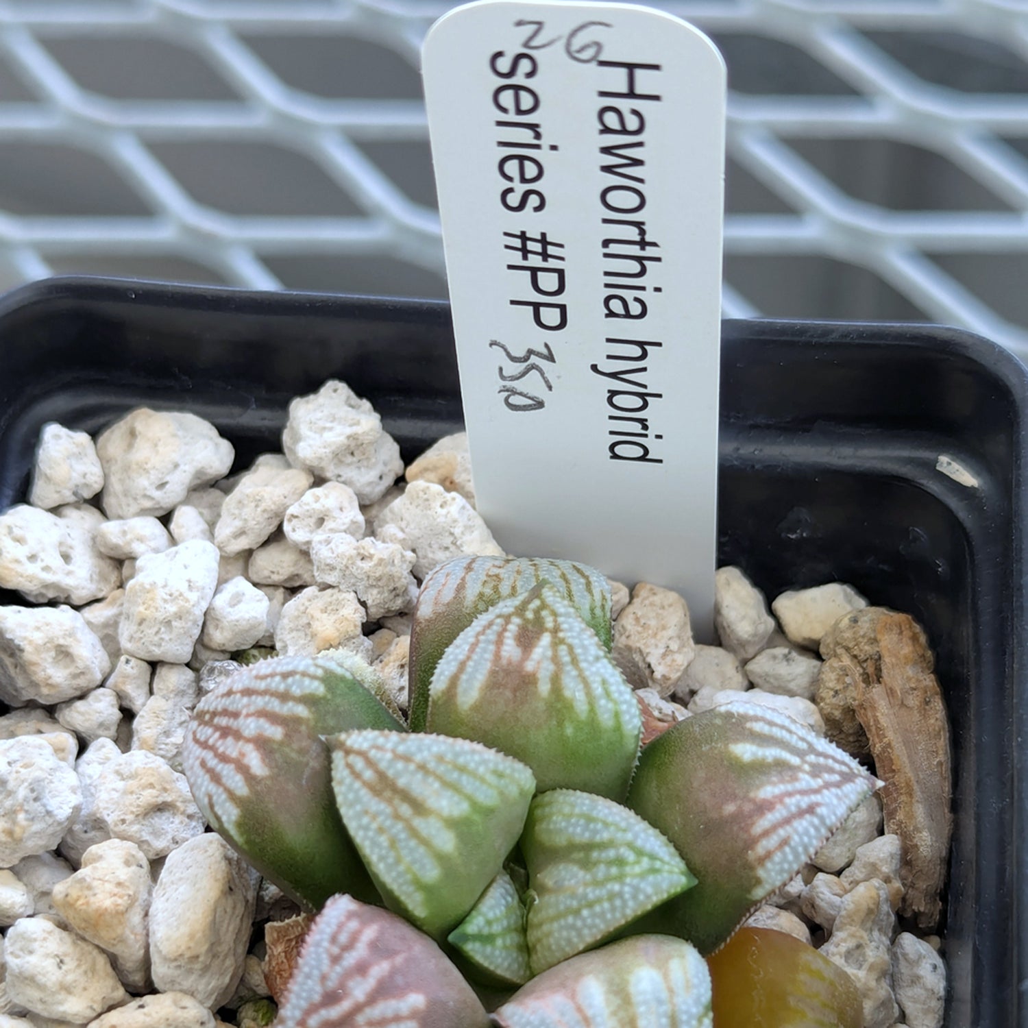 Haworthia hybrid series PP530 #26
