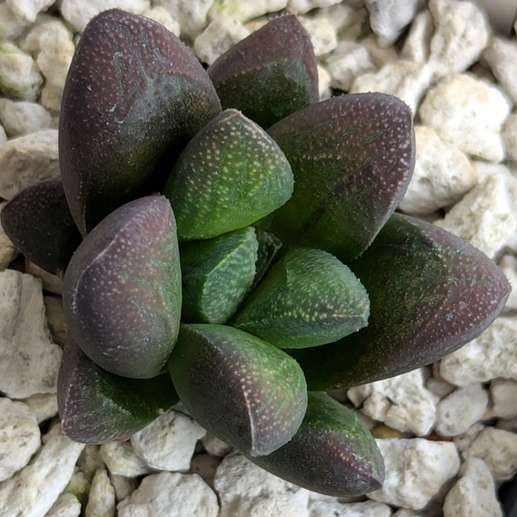 Haworthia PP576 hybrid series #27