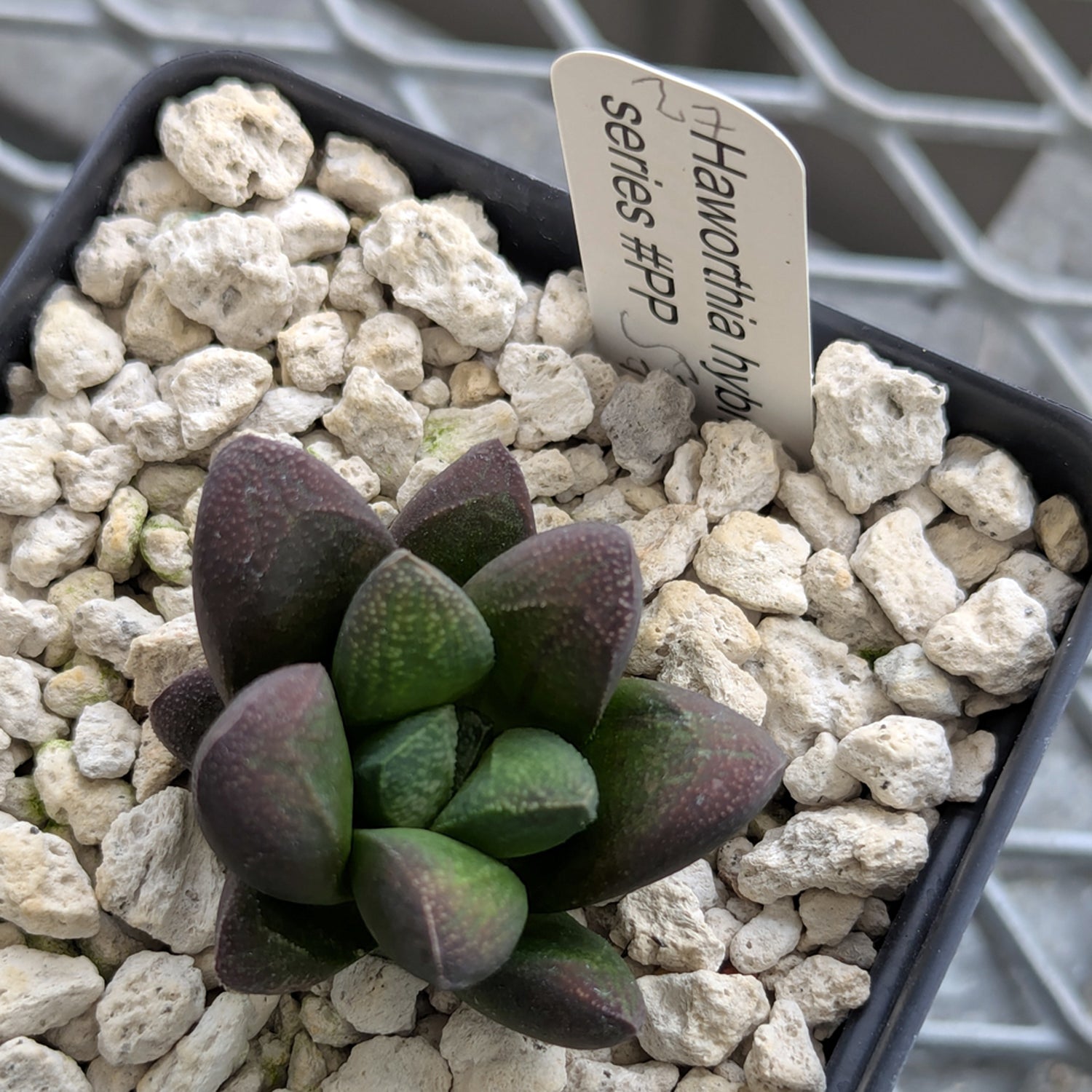 Haworthia PP576 hybrid series #27