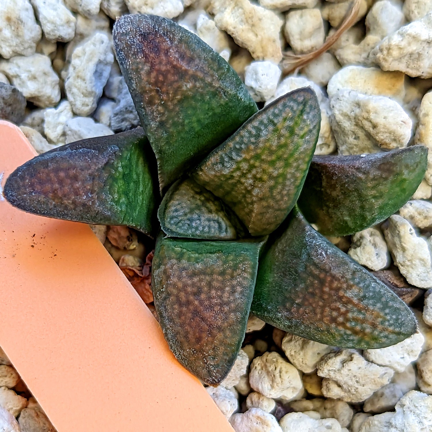 Haworthia groenewaldii hybrid series PP415 #27 SOLD OUT