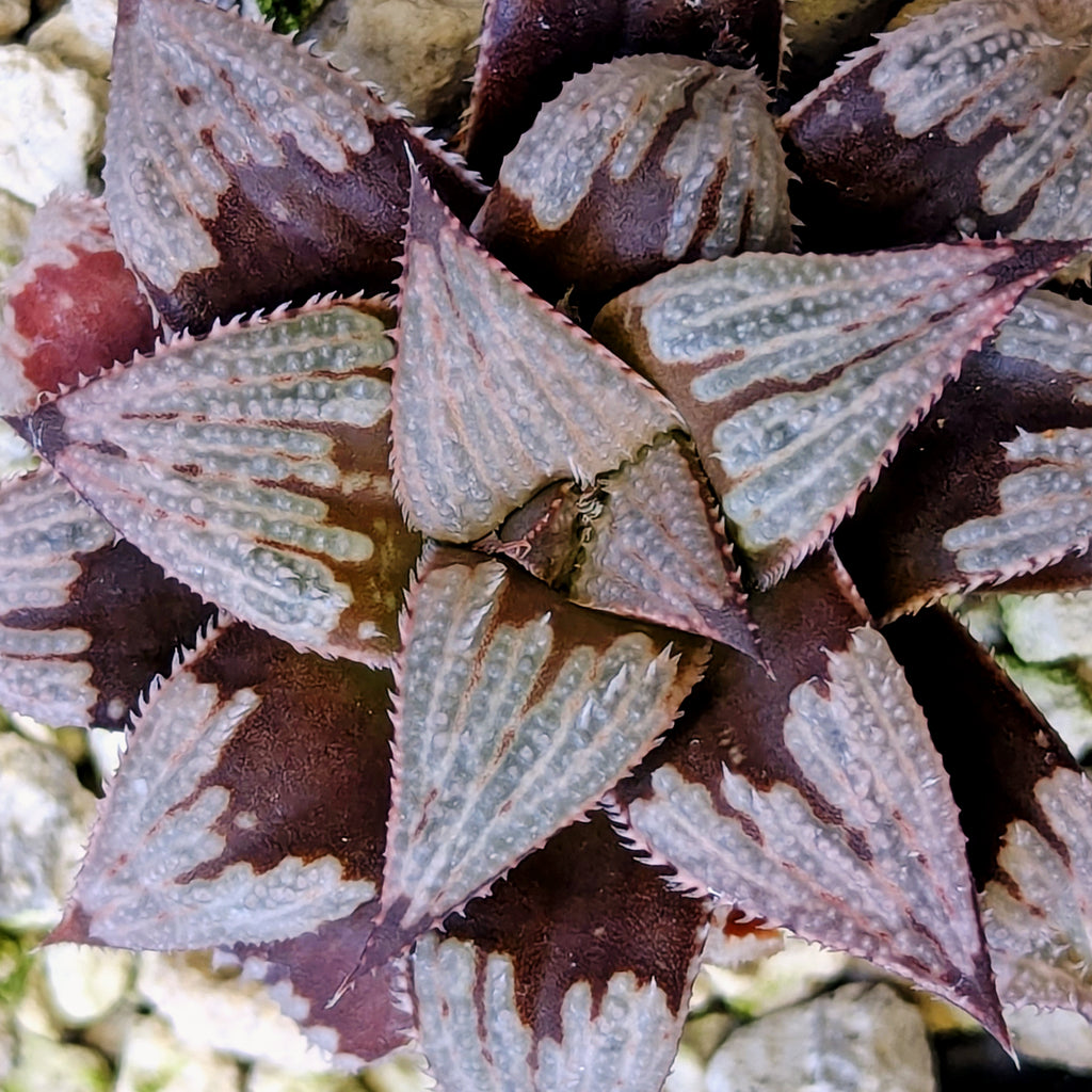 Haworthia PP225 hybrid series #27