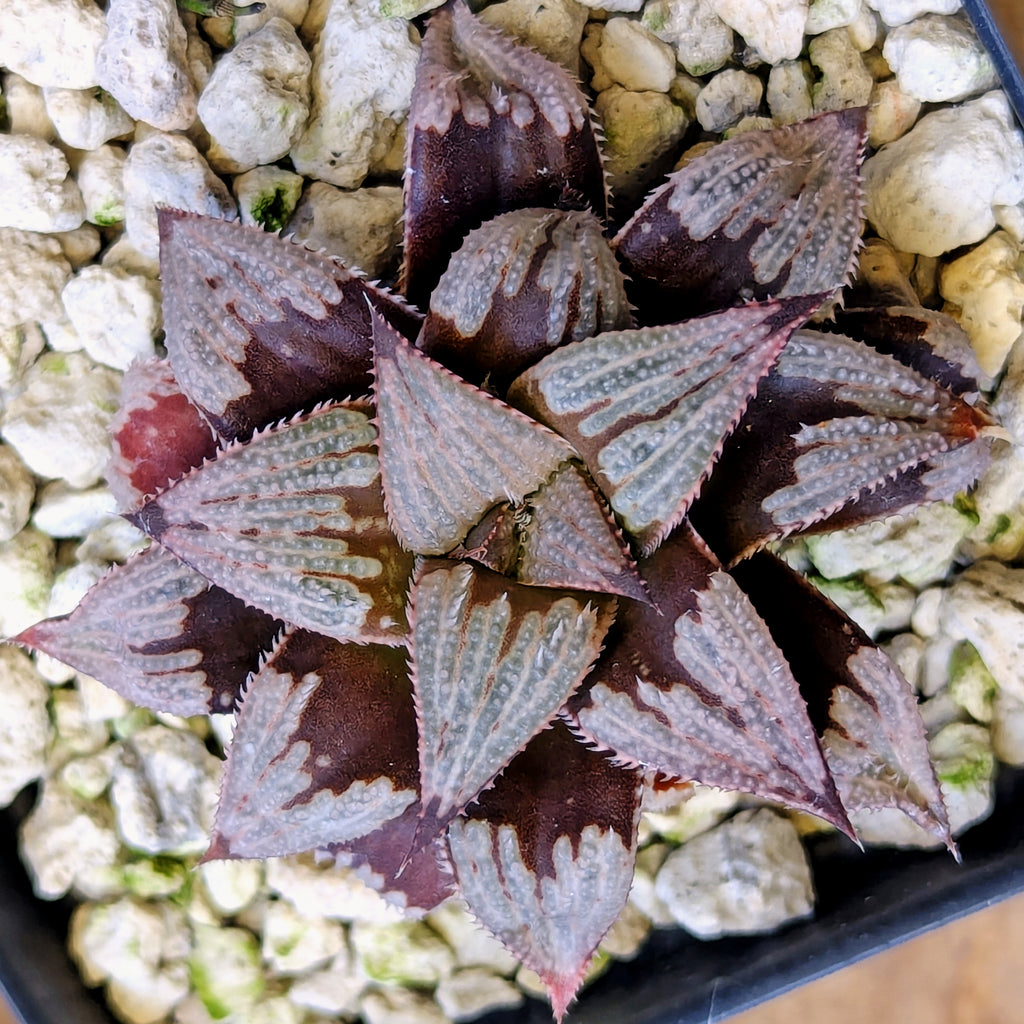 Haworthia PP225 hybrid series #27