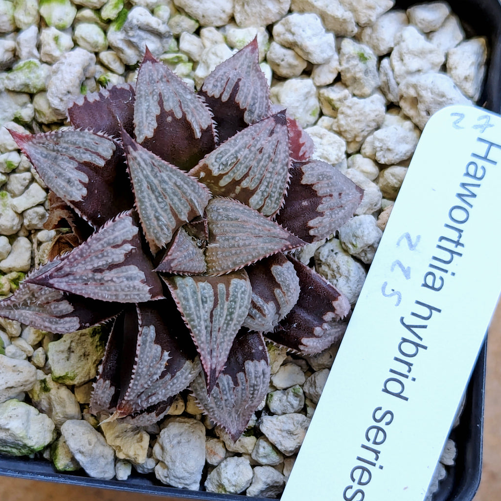 Haworthia PP225 hybrid series #27