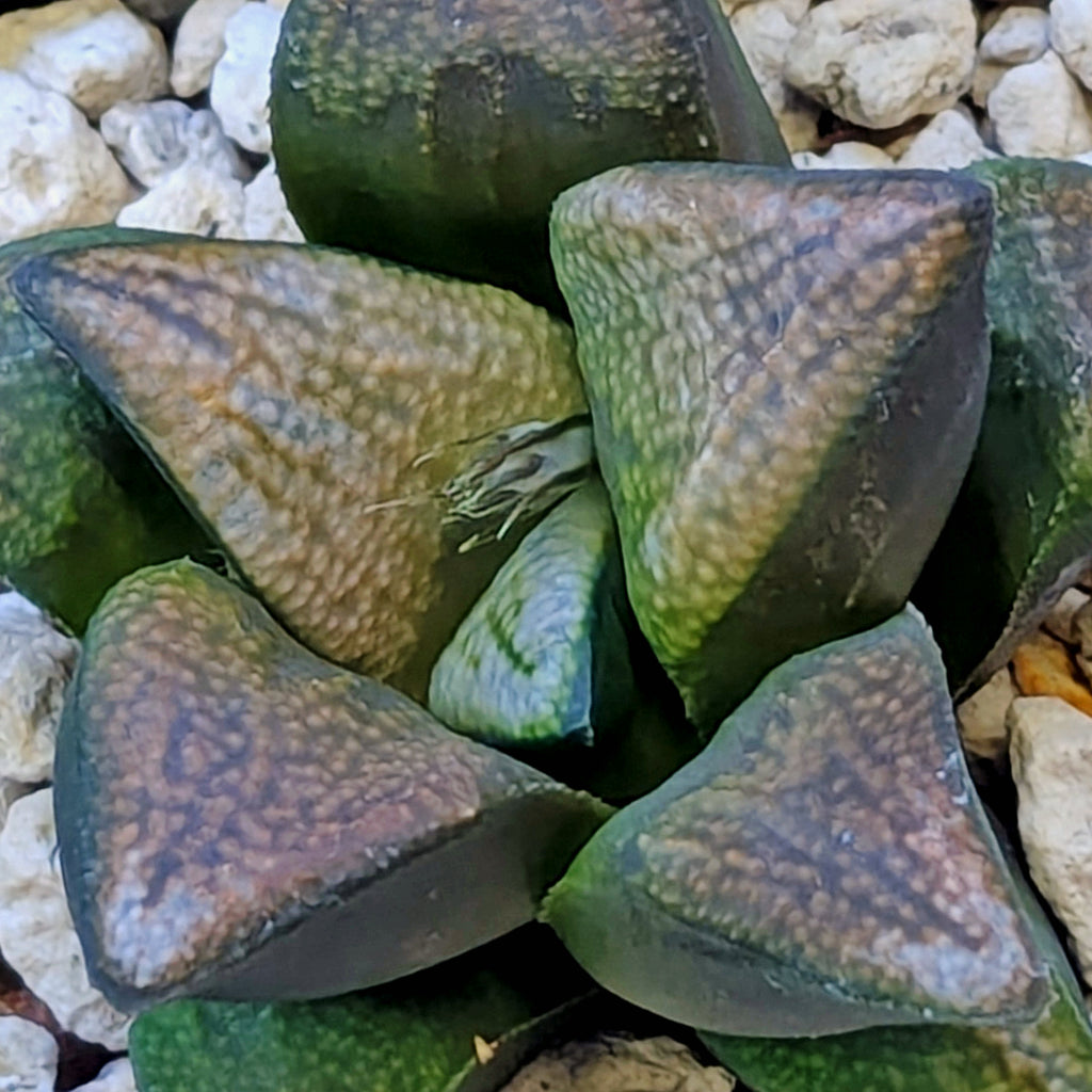 Haworthia groenewaldii back-cross hybrid series PP410 #27