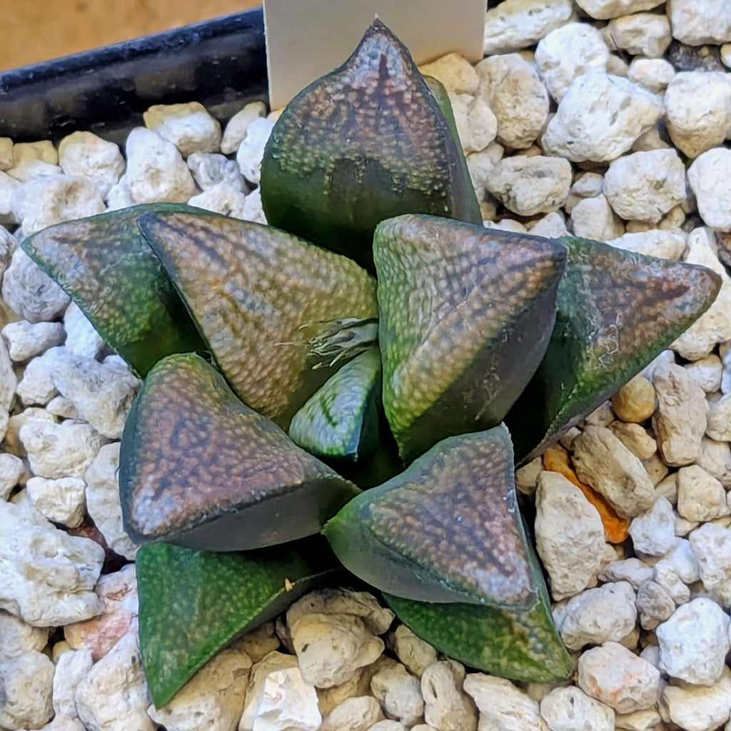 Haworthia groenewaldii back-cross hybrid series PP410 #27