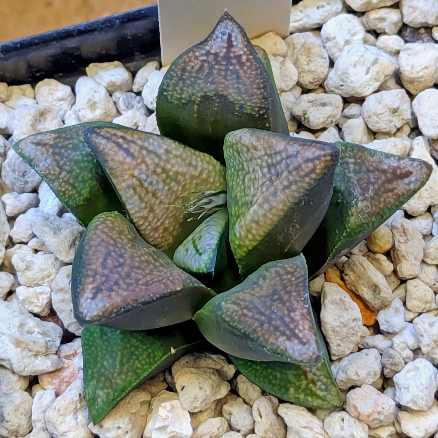 Haworthia groenewaldii back-cross hybrid series PP410 #27