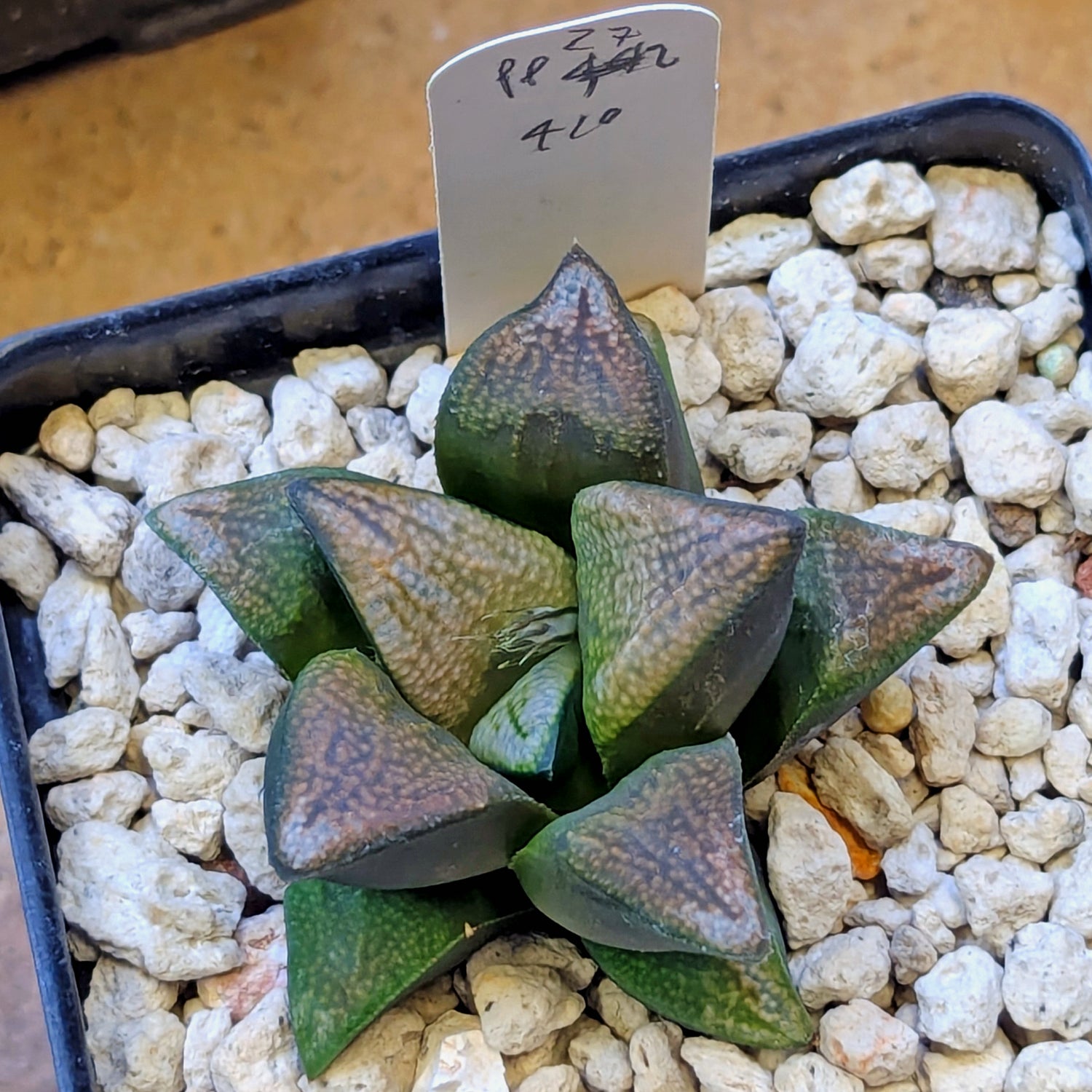 Haworthia groenewaldii back-cross hybrid series PP410 #27