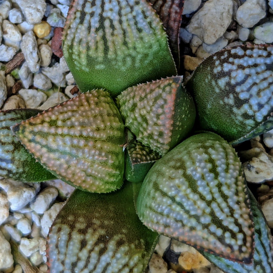 Haworthia hybrid series PP619 #27