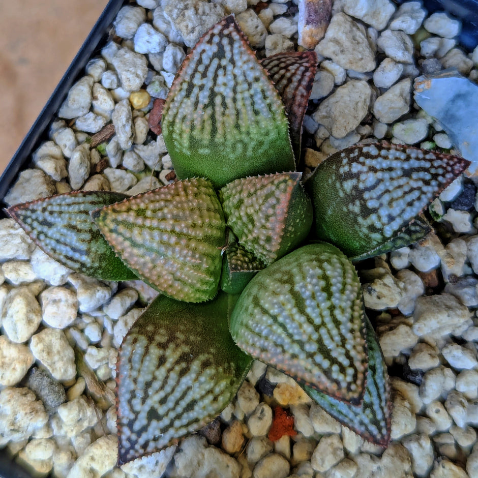 Haworthia hybrid series PP619 #27