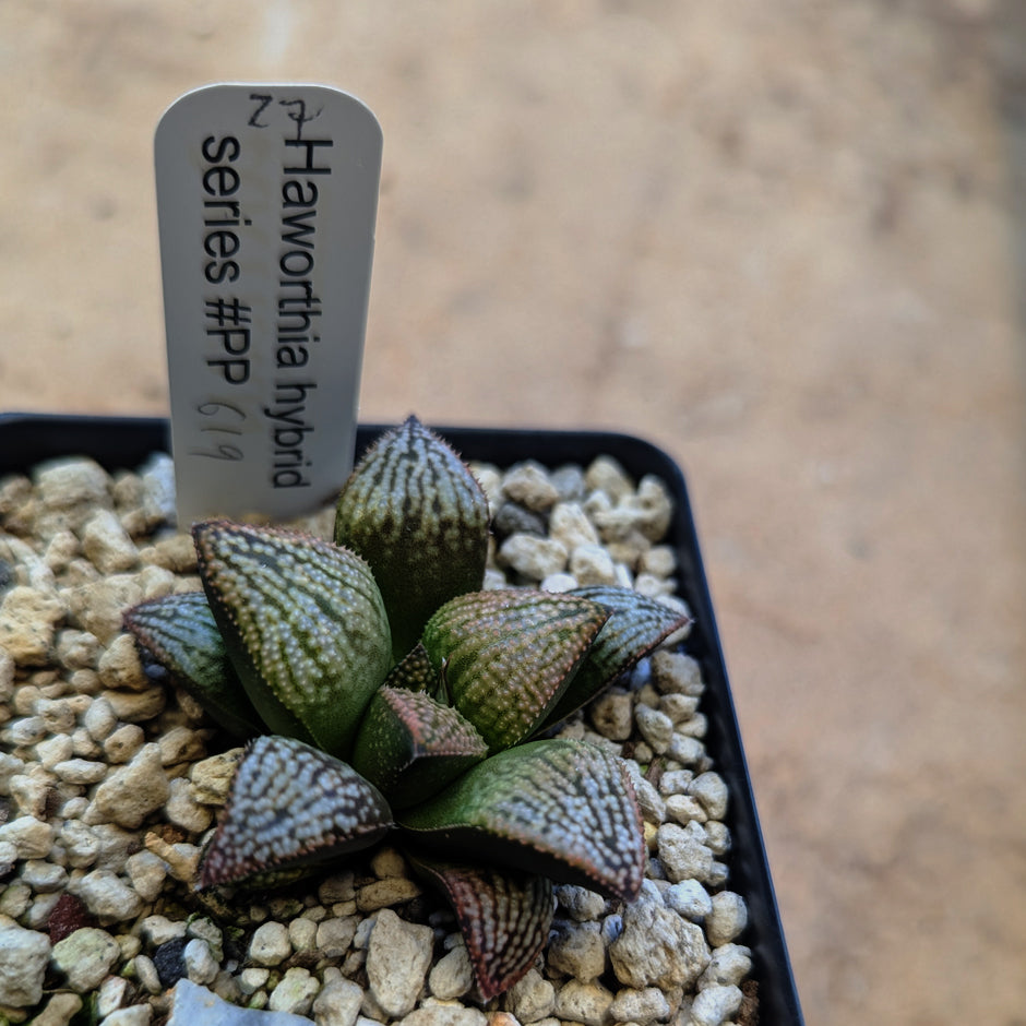 Haworthia hybrid series PP619 #27