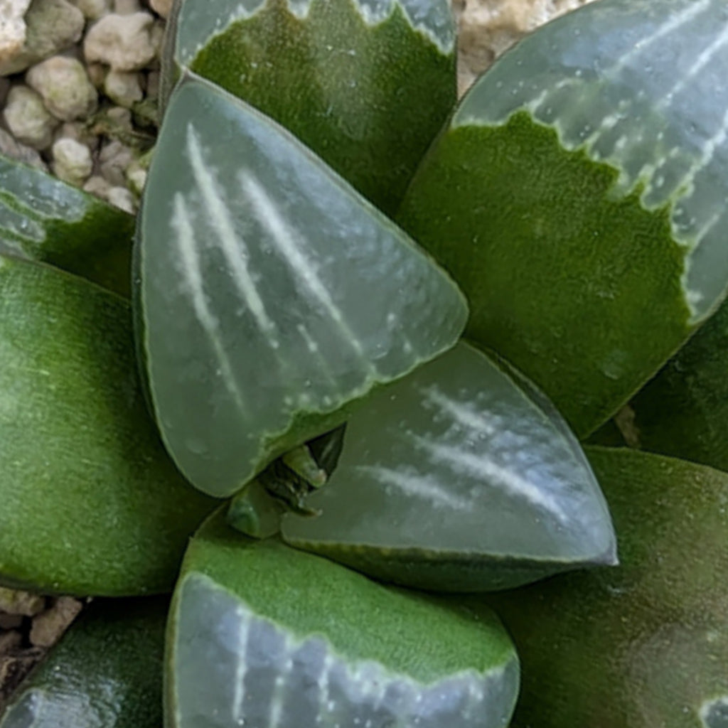 Haworthia PP644 White Widow hybrid series #27