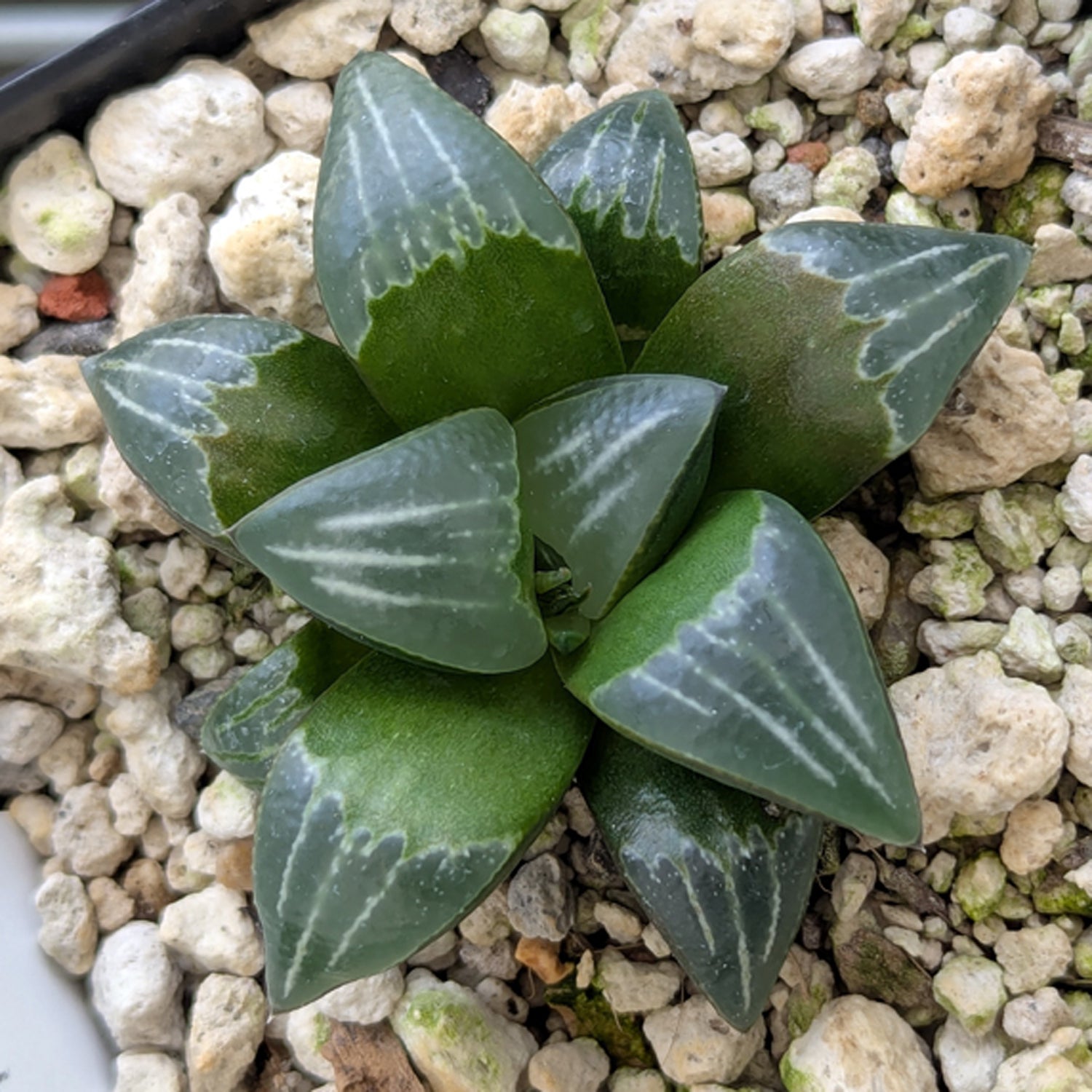 Haworthia PP644 White Widow hybrid series #27