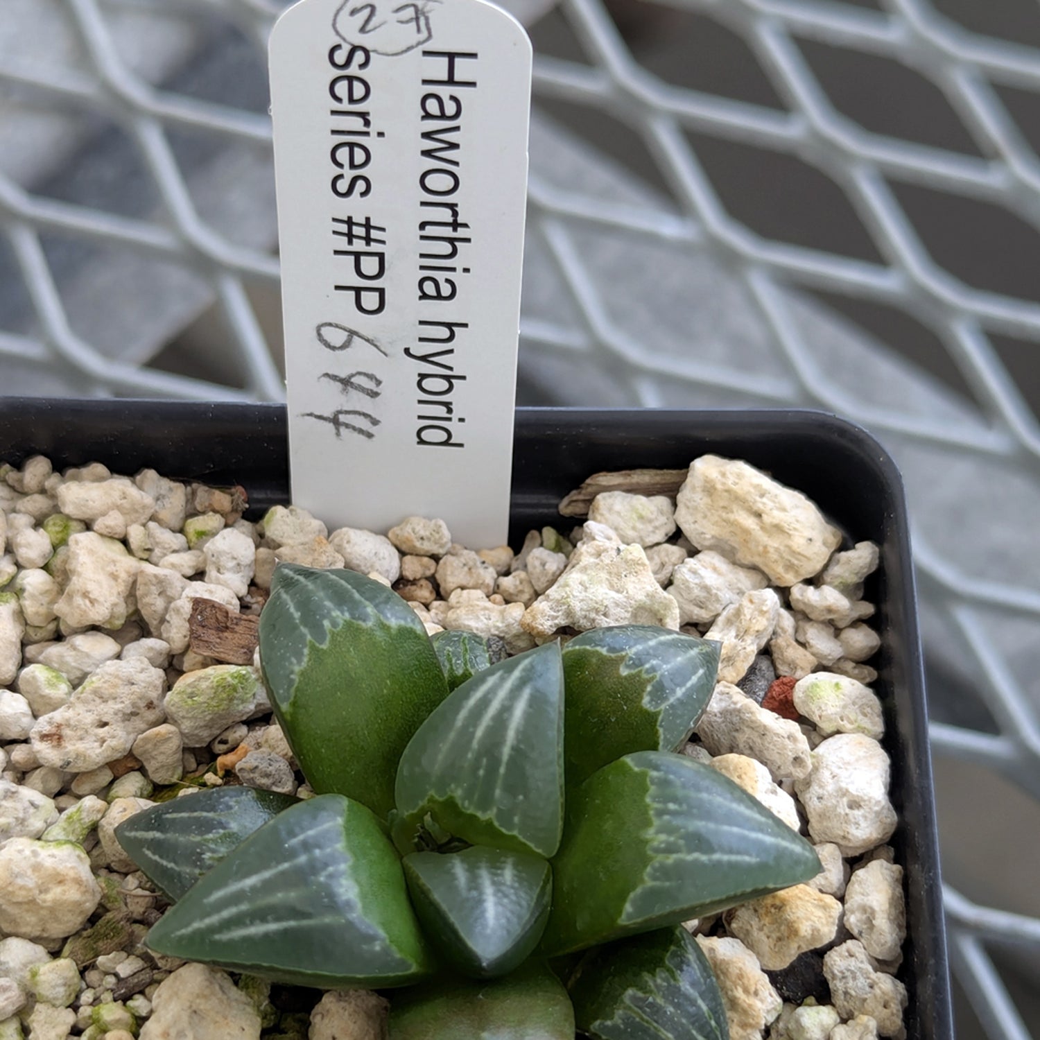 Haworthia PP644 White Widow hybrid series #27