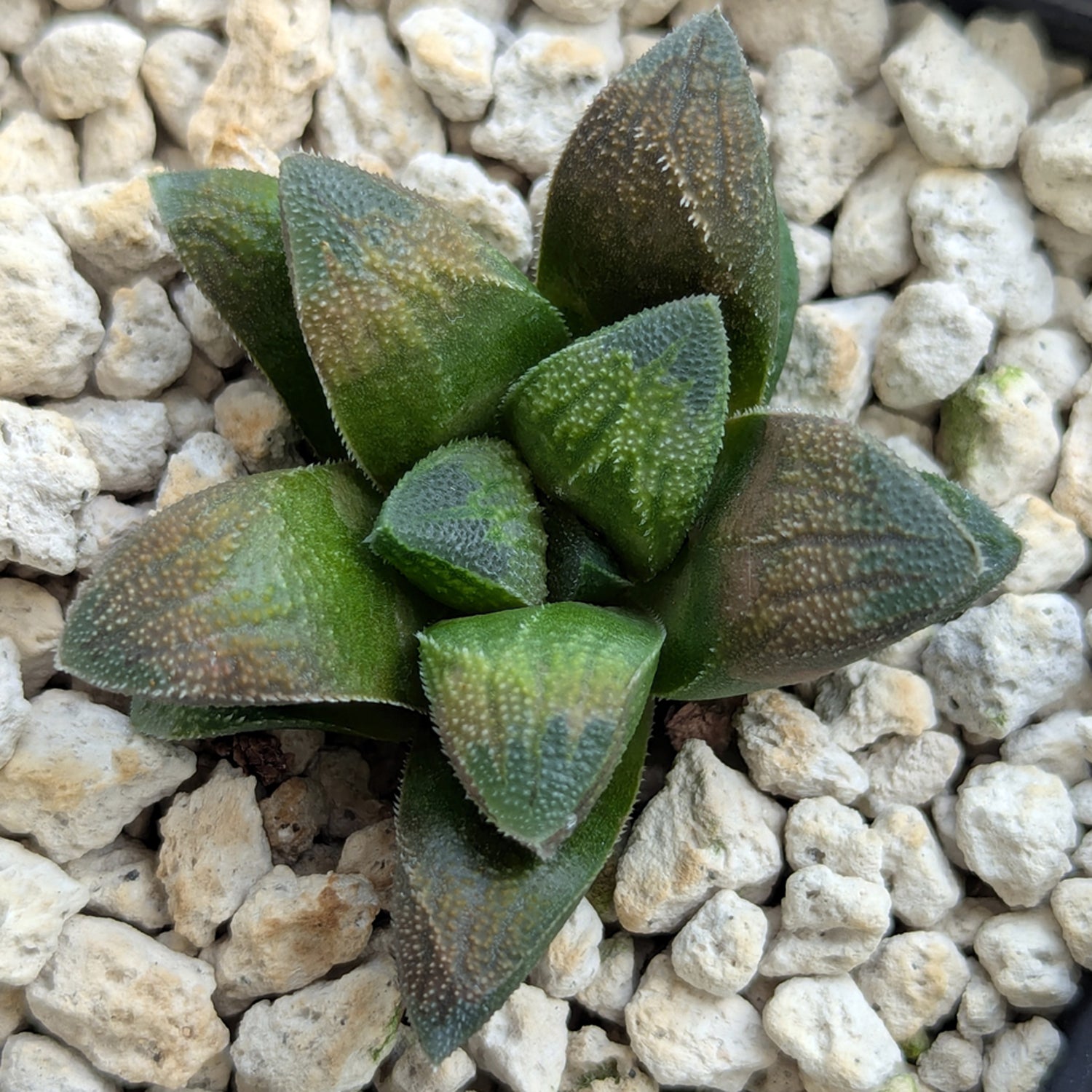 Haworthia PP576 hybrid series #28