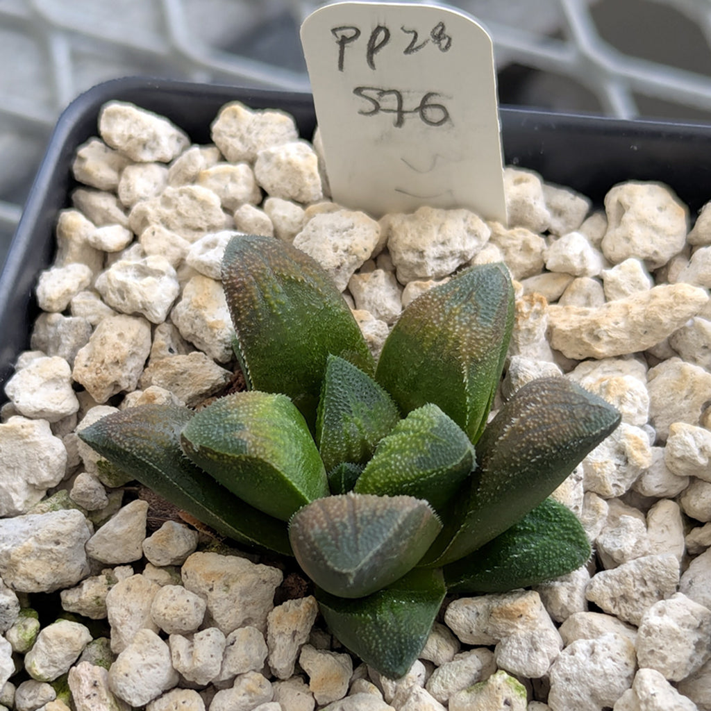 Haworthia PP576 hybrid series #28