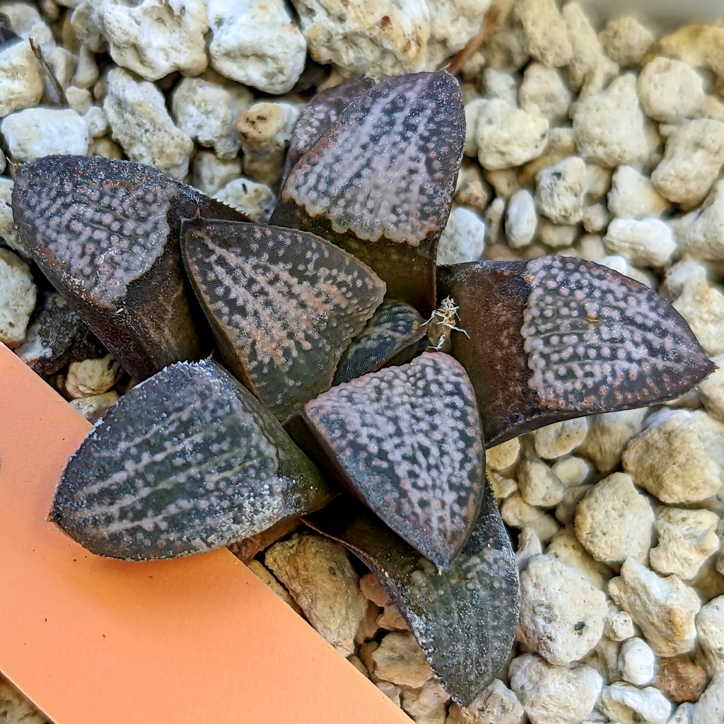 Haworthia groenewaldii hybrid series PP415 #28 SOLD OUT